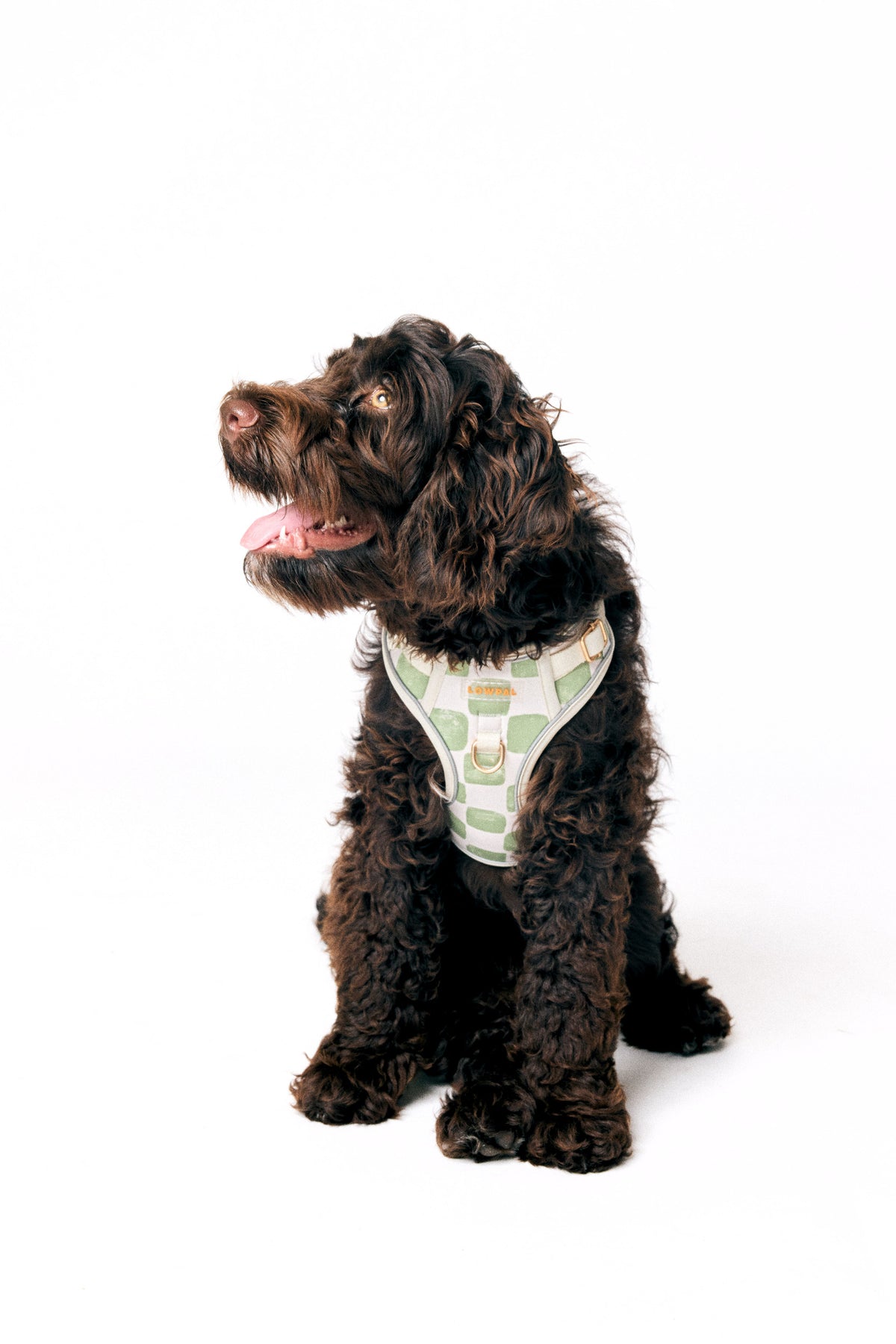 Dark curly-coated dog sitting and wearing the LOWPAL Green Checkers Y-harness