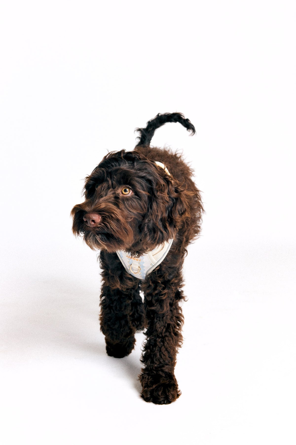 Dark curly-coated dog wearing the LOWPAL Blue Wave Y-harness