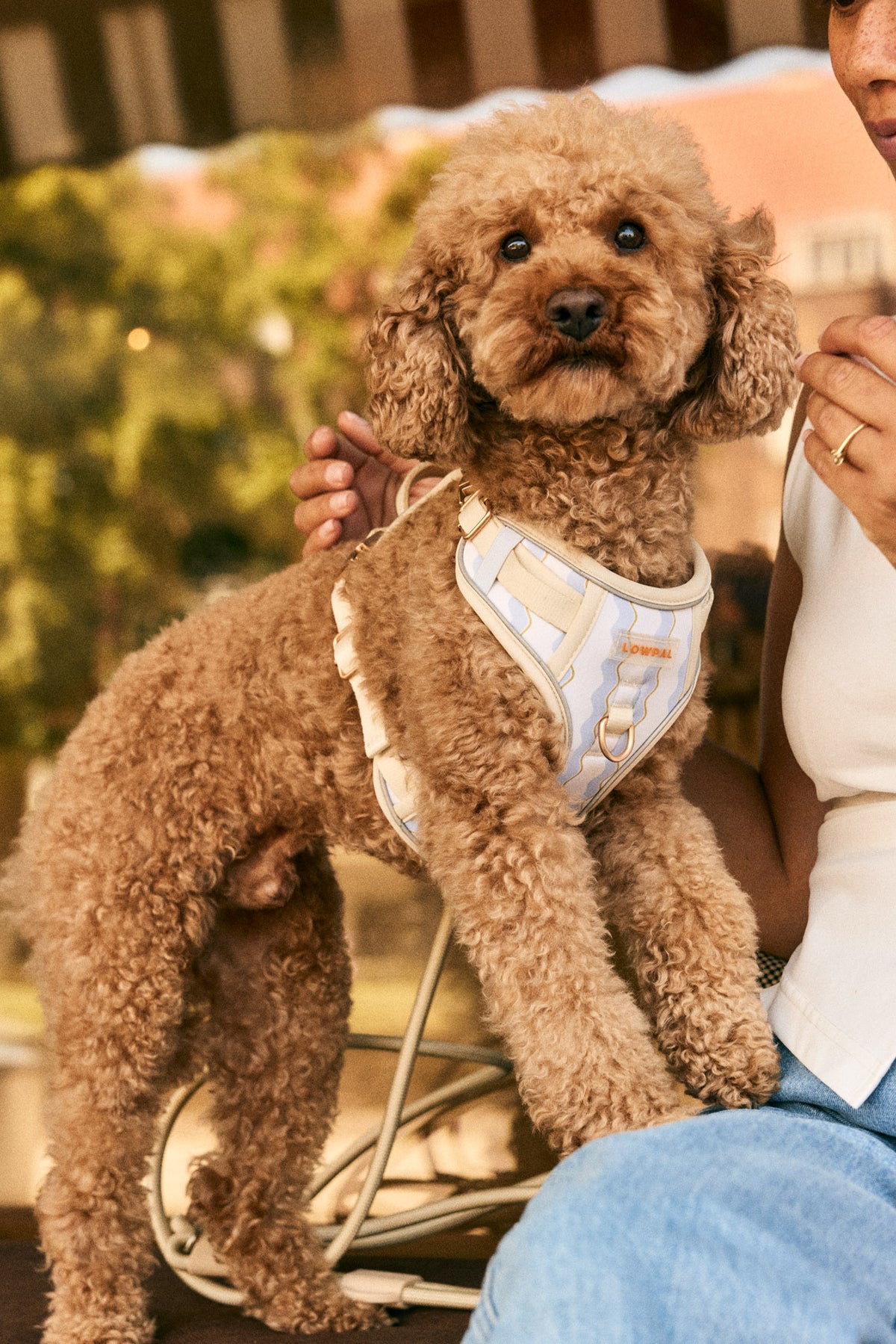 LOWPAL ergonomic Y-harness in everyday use